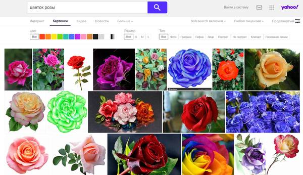Распознает фото цветов Поиск изображений в Интернете - лучший поисковик для картинок