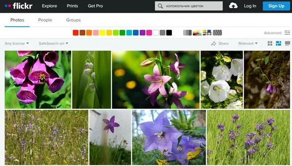 Распознает фото цветов Поиск изображений в Интернете - лучший поисковик для картинок