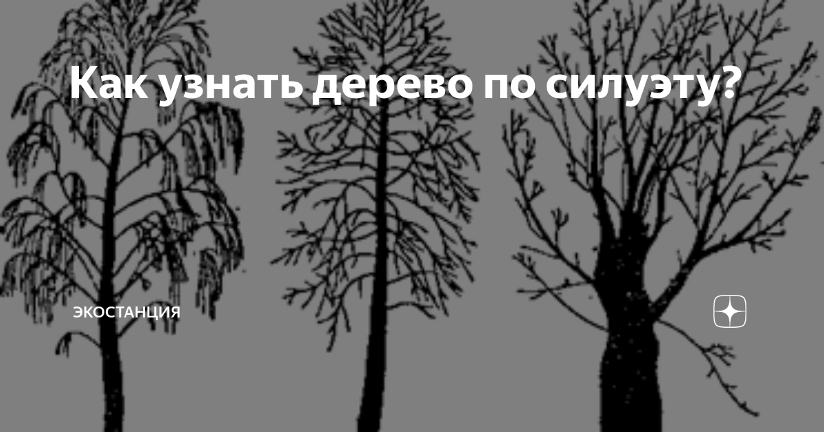 Распознать дерево по фото Найдите дерево фарваши: найдено 83 изображений