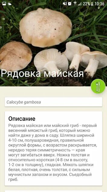 Распознать гриб по фото онлайн Скачать По грибы 115.0 для Android