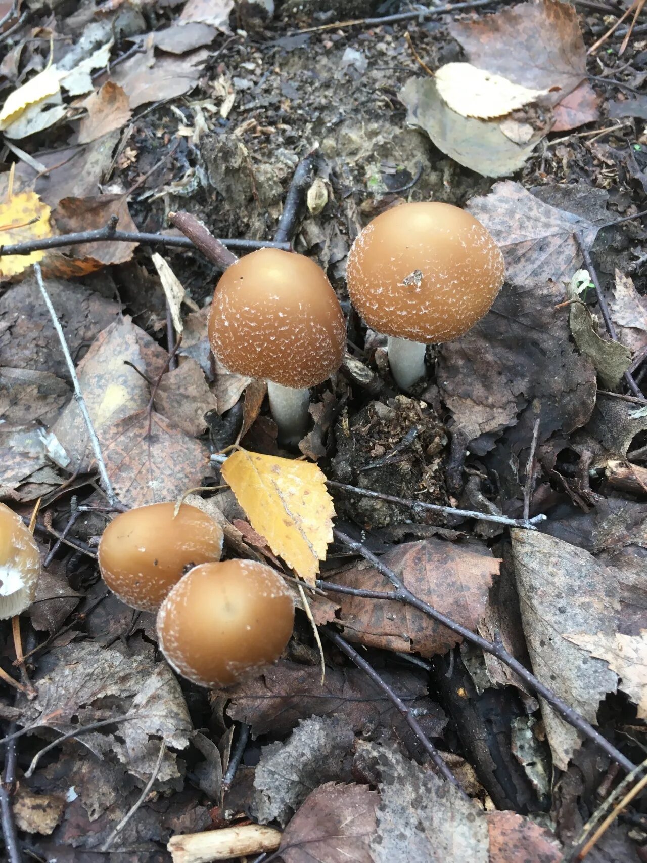 Распознать гриб по фото онлайн бесплатно Псатирелла олимпийская (Psathyrella olympiana) фото и описание