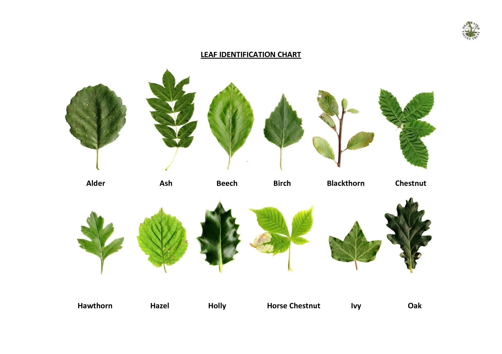 Распознать лист дерева по фото Plant Identification By Leaf Chart Tree leaf identification, Oak leaf identifica