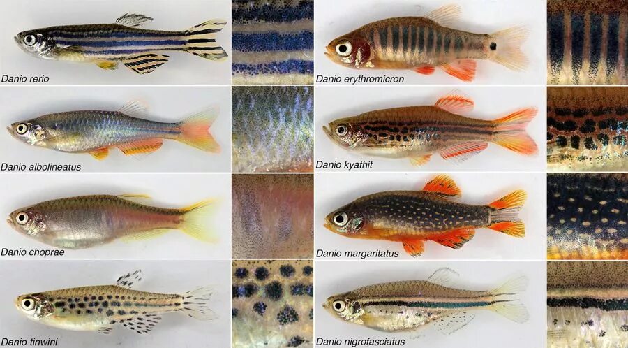 Распознать рыбку по фото Aquarium fish, Danio fish, Freshwater fish