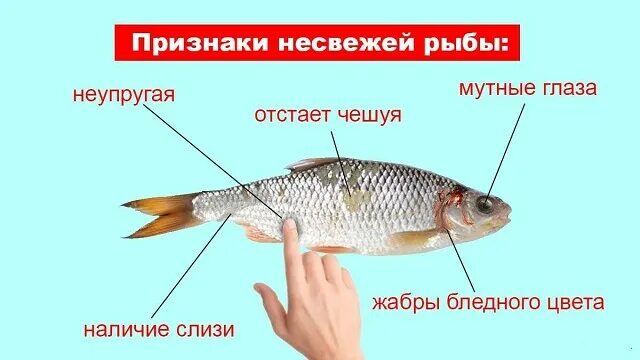 Распознать рыбу по фото Как выбрать рыбу? OK.RU