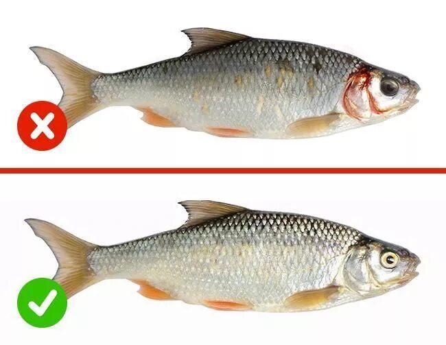 Распознать рыбу по фото Trời lạnh, thích ăn cá kho mà quên 4 mẹo này thì cá tanh không nuốt nổi