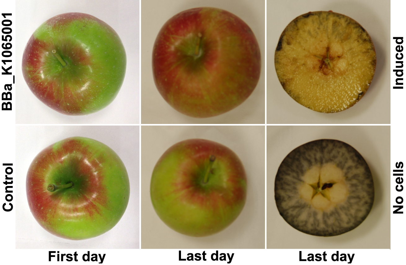 Распознать яблоко по фото File:Tn-2013-fruit-Apple starch test.png - 2013.igem.org