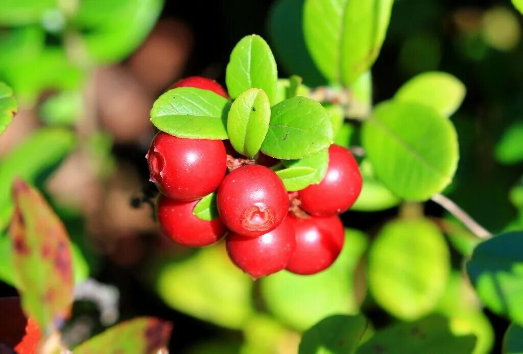 Распознать ягоду по фото Karelian berries, foodstuffs wholesale, Petrozavodsk, Pryazhinskiy proyezd, 1А -