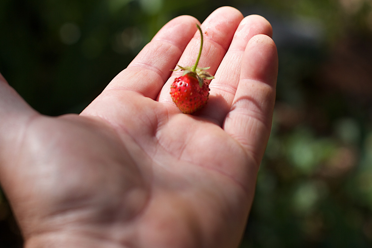 Распознать ягоду по фото онлайн Free Images : hand, fruit, leaf, flower, finger, food, produce, strawberry, clos