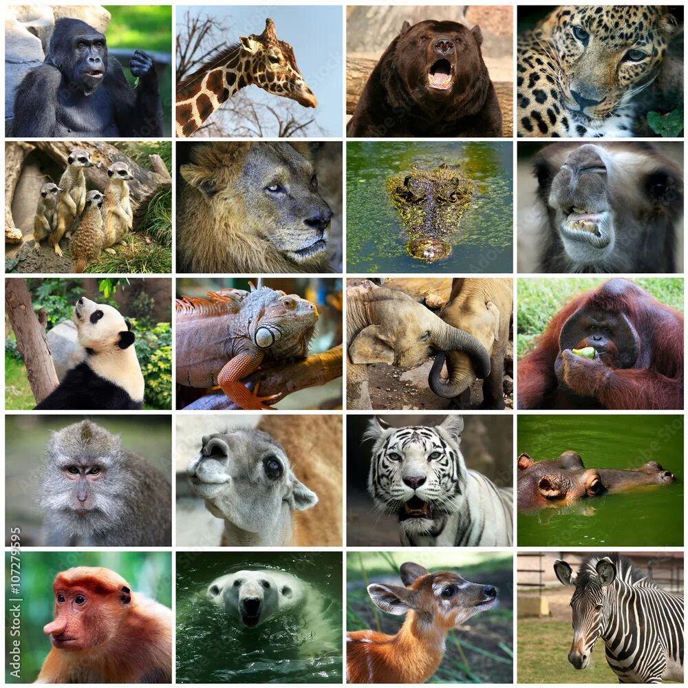 Распознать животное по фото Collage with different animal faces Stock Photo Adobe Stock