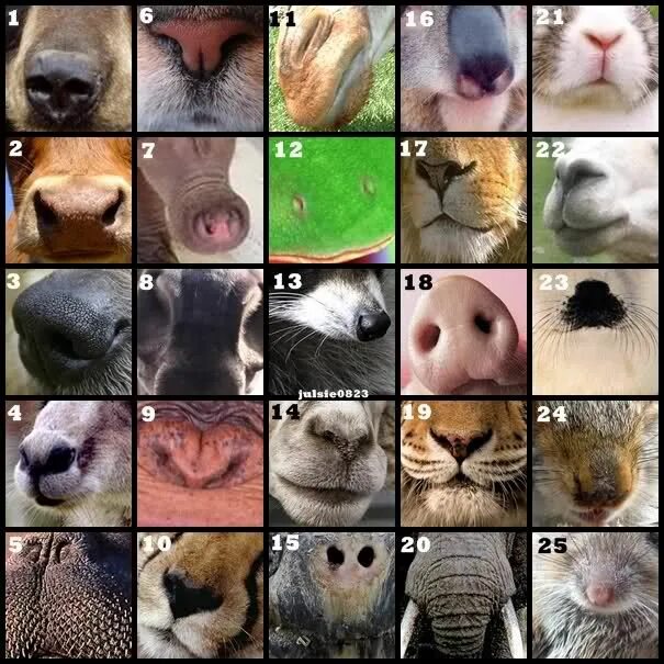 Распознать животное по фото Animal Noses - A Closer Look at Different Types of Noses