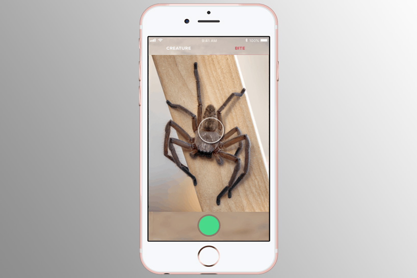 Распознавание пауков по фото critterpedia, the australian app that is like shazam for spiders and snakes