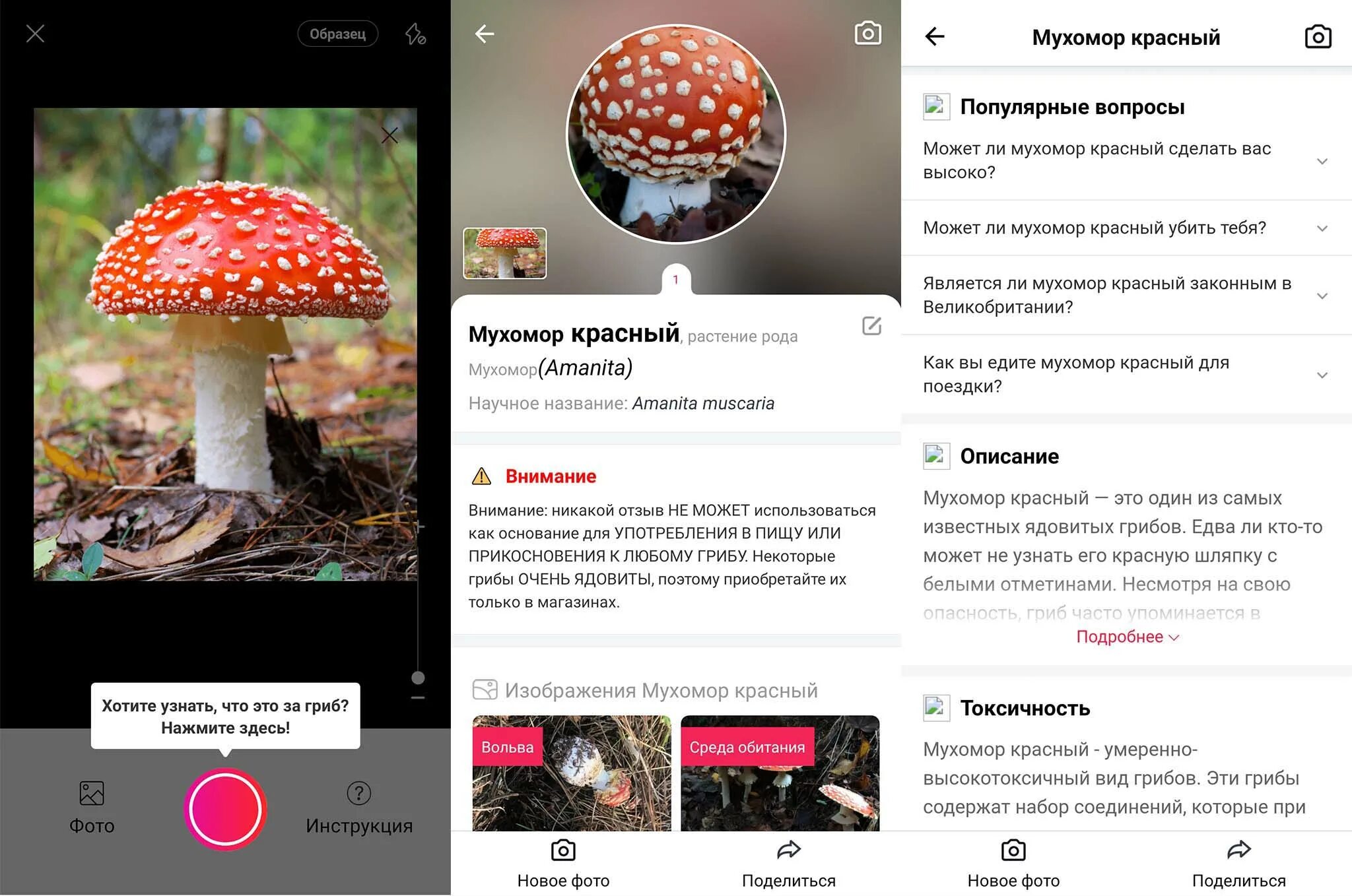 Распознавание по фото грибов онлайн бесплатно Как определить гриб по фото онлайн и бесплатно: лучшие приложения