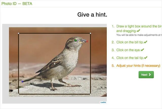 Распознавание птиц по фото Этот сайт распознает виды птиц по фотографиям