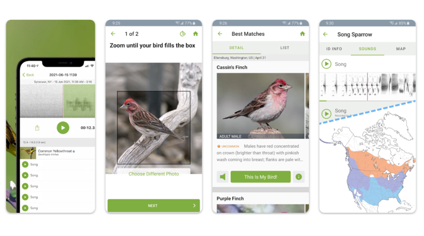 Распознавание птиц по фото The application for recognition of any birds is started at helps smartphones Hi-