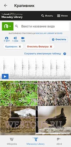 Распознавание птиц по фото Бесплатные онлайн определители птиц по голосу или фото в помощь бердвотчеру