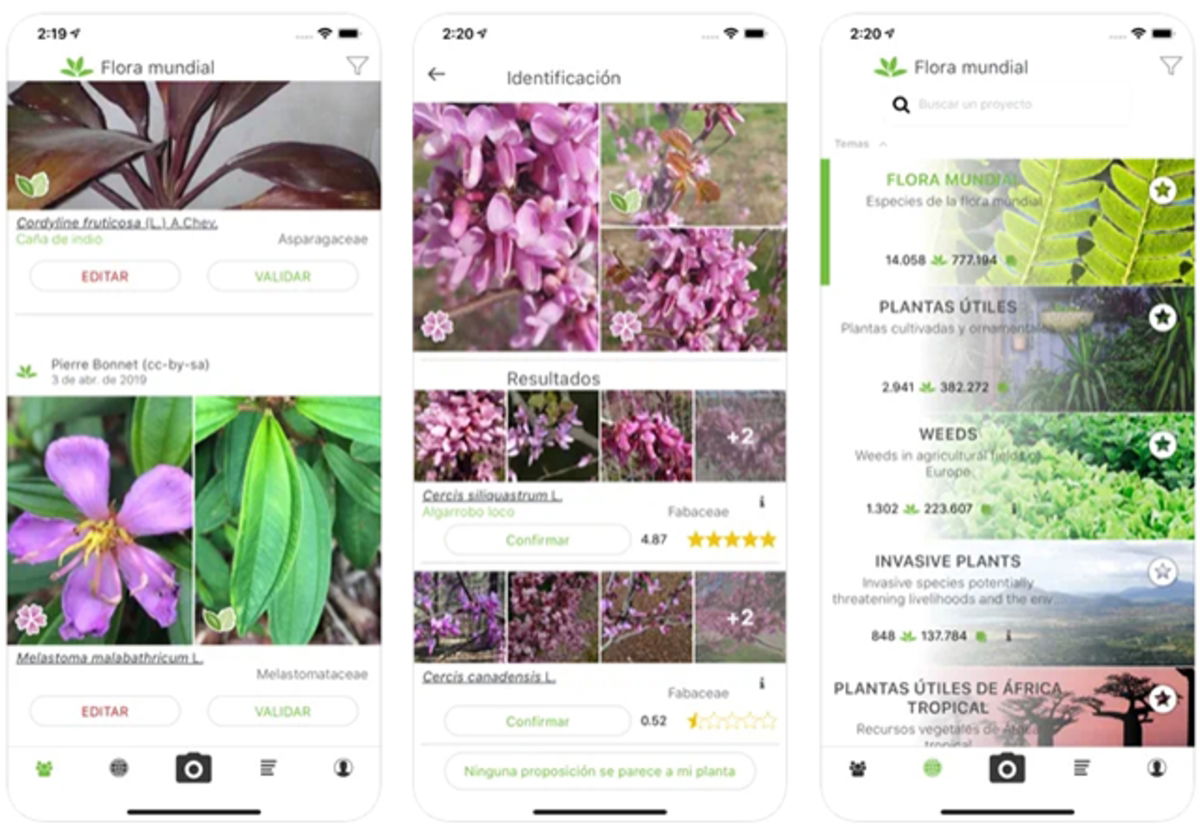 Распознавание цветов по фото Best practices for identifying herbs from iPhone Gadgetonus