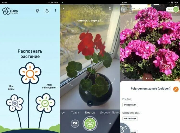 Распознавание цветов по фото 5 приложений на Android, которые помогут определить цветок и любое другое растен