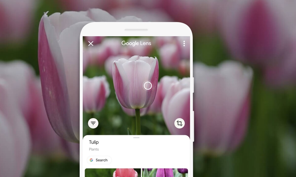 Распознавание цветов по фото Pflanzen bestimmen per App: So schnell geht's mit Google Lens und Co.