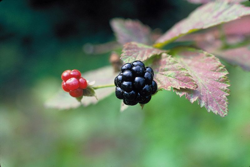 Распознавание ягоды по фото 10 Wild Edible Plants in Arkansas Only In Arkansas Edible wild plants, Edible pl