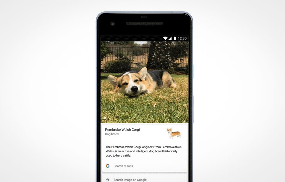 Распознавание животных по фото Google Lens can identify dog and cat breeds