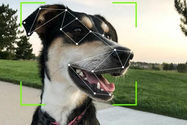 Распознавание животных по фото Say Hello to Dog Facial Recognition Technology https://slate.com/technology/2019