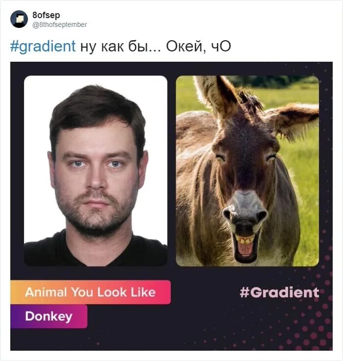 Распознавание животных по фото Приложение Gradient определяет по фотографии на какое животное вы похожи