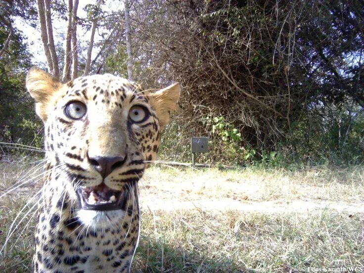 Распознавание животных по фото Cheetah selfie! Animals wild, Animals, Animals mating