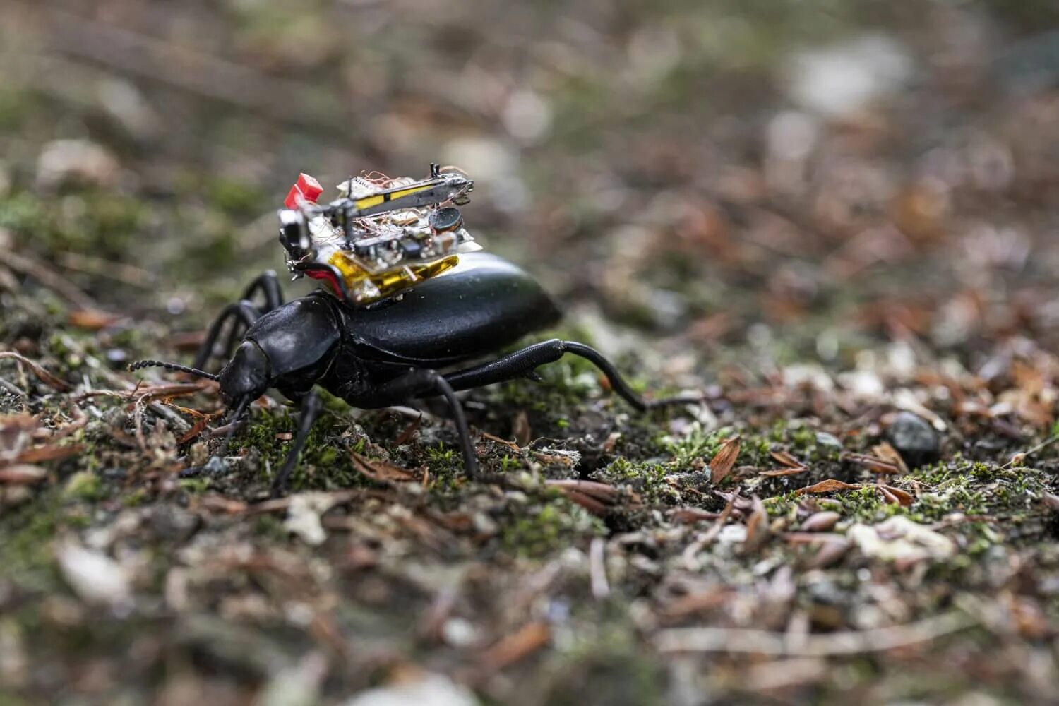 Распознавания жуков по фото Researchers design and mount tiny livestreaming camera on the back of beetles Te