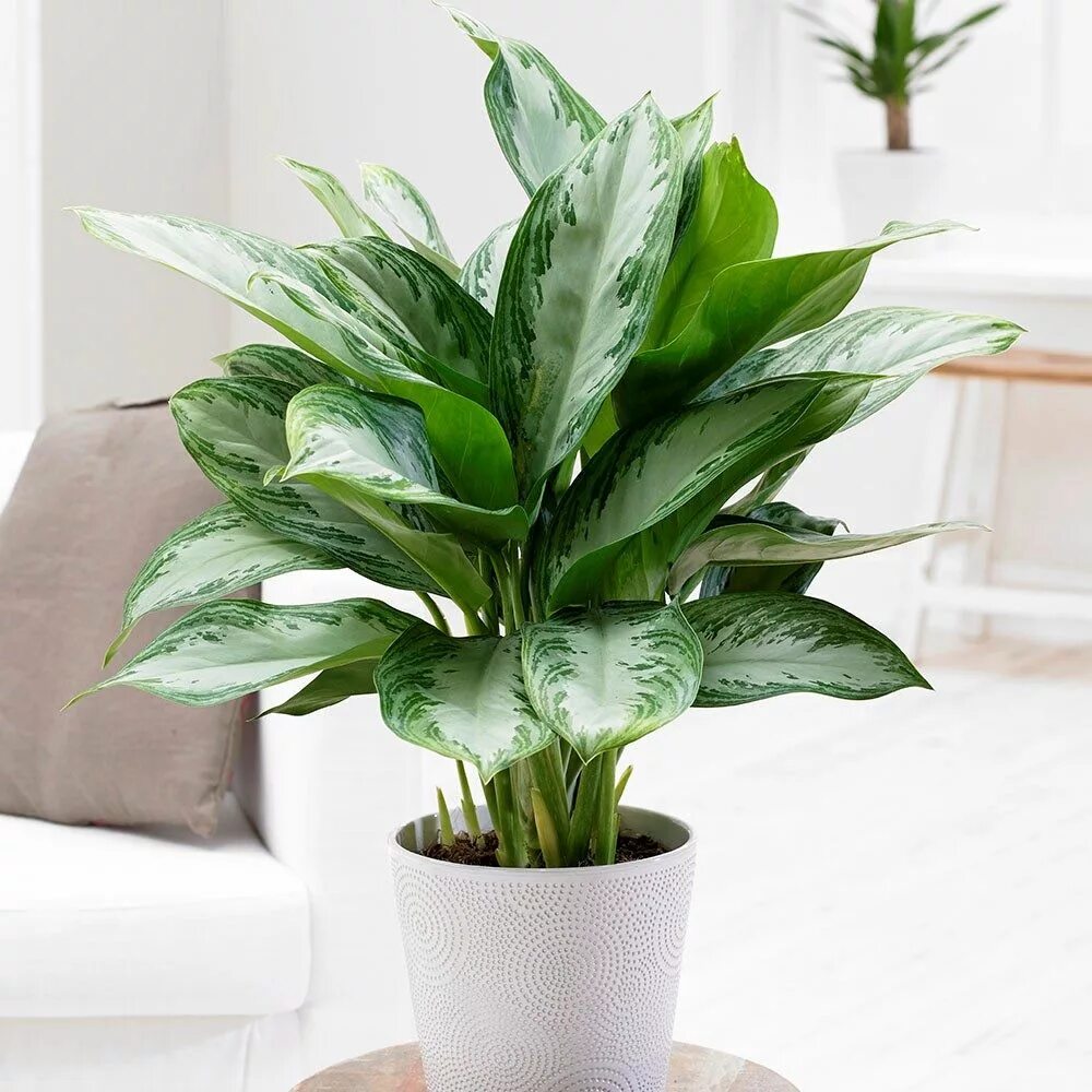 Распространенные комнатные растения фото Aglaonema 'Jubilee Compacta (PBR)' - Chinese evergreen Plantas de interior, Plan