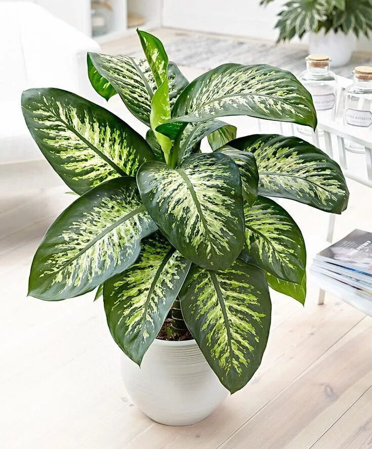 Распространенные комнатные растения фото Dieffenbachia: Tropical Snow Cool plants, Indoor tropical plants, Leafy plants