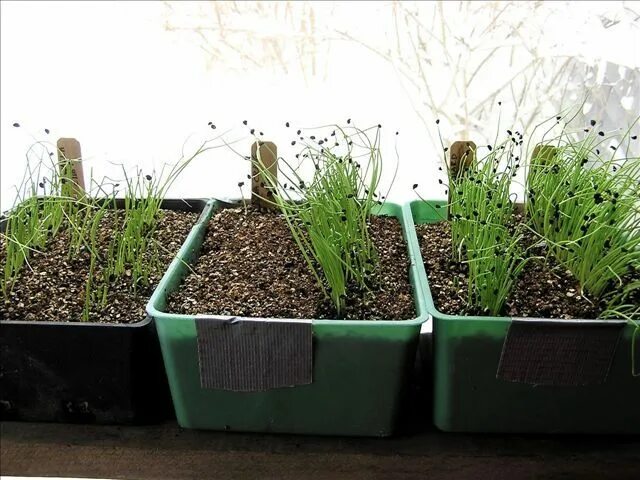 Рассада лука фото How to Start Onions From Seed - Maine Organic Farmers and Gardeners Planting oni