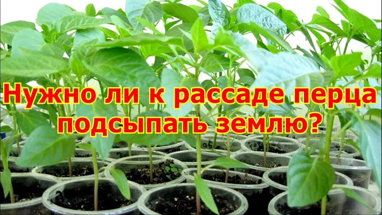 Рассада перца в домашних условиях Строймаркет Практик