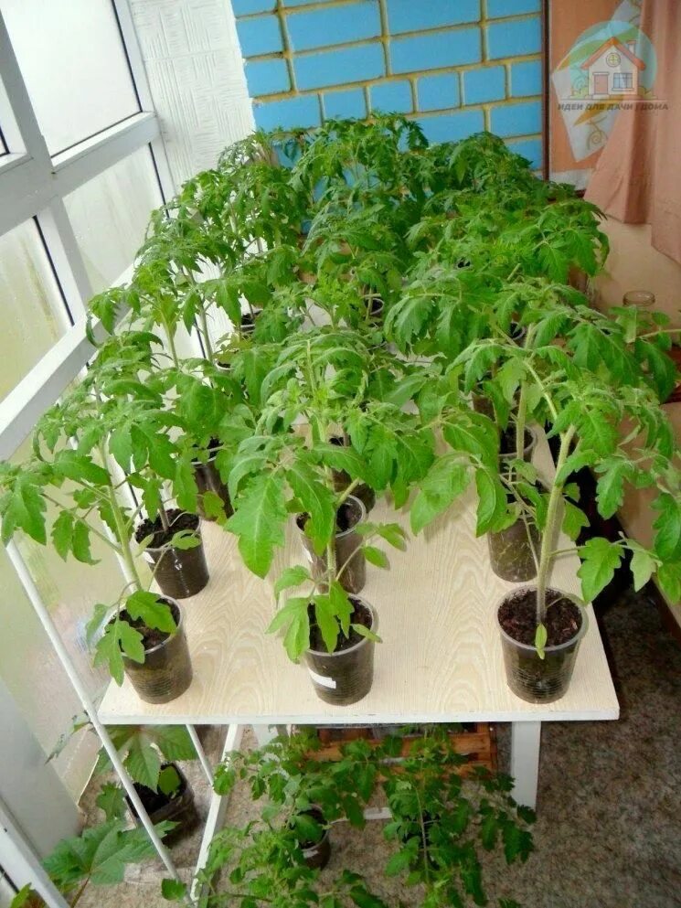 Рассада помидор в домашних условиях фото Pin on Овощной огород Plants, Garden, Wall