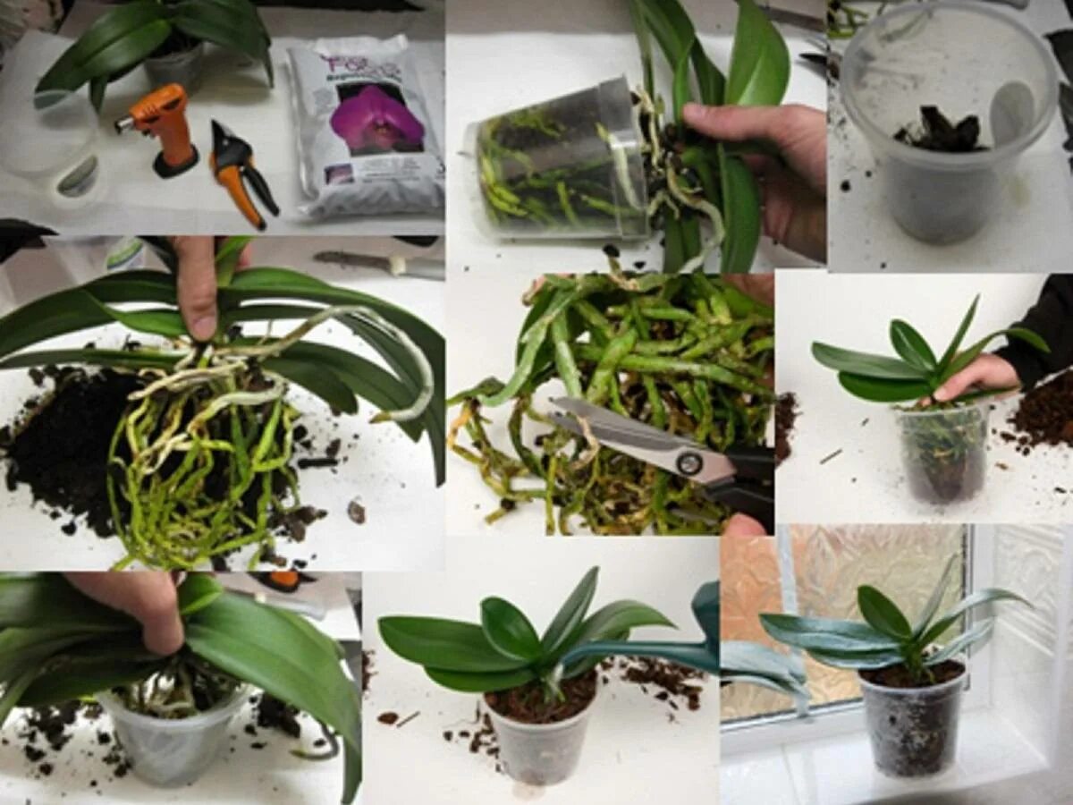 Рассадить орхидею в домашних условиях фото Орхидея из магазина: как ухаживать, адаптация