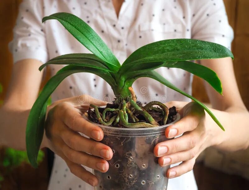 Рассадить орхидею в домашних условиях фото Transplant Orchids. Healthy Plant Roots. Healthy Roots of Orchids. Stock Photo -