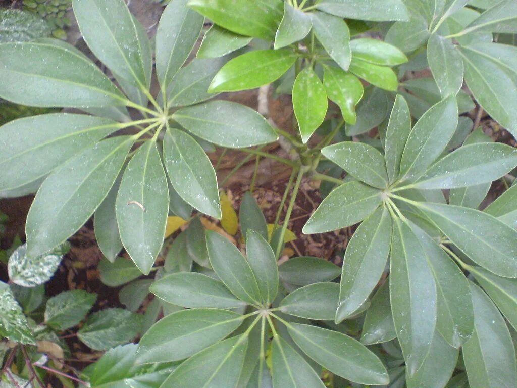 Рассеченный лист фото Dwarf Umbrella plant Common name: Hawaiian Elf Schefflera,. Flickr