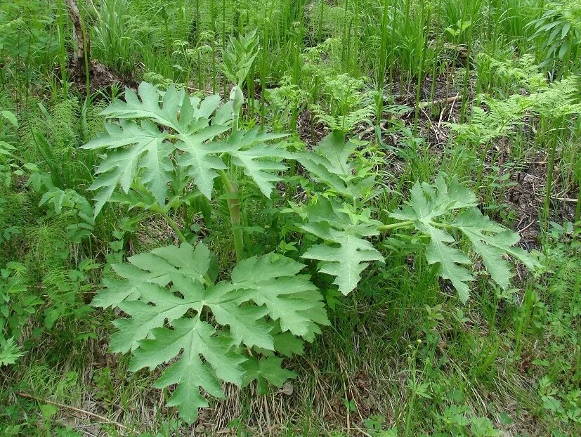 Рассеченный лист фото Борщевик рассечённый (Heracleum dissectum)3 - Путешествия с Алексеем Зыряновым