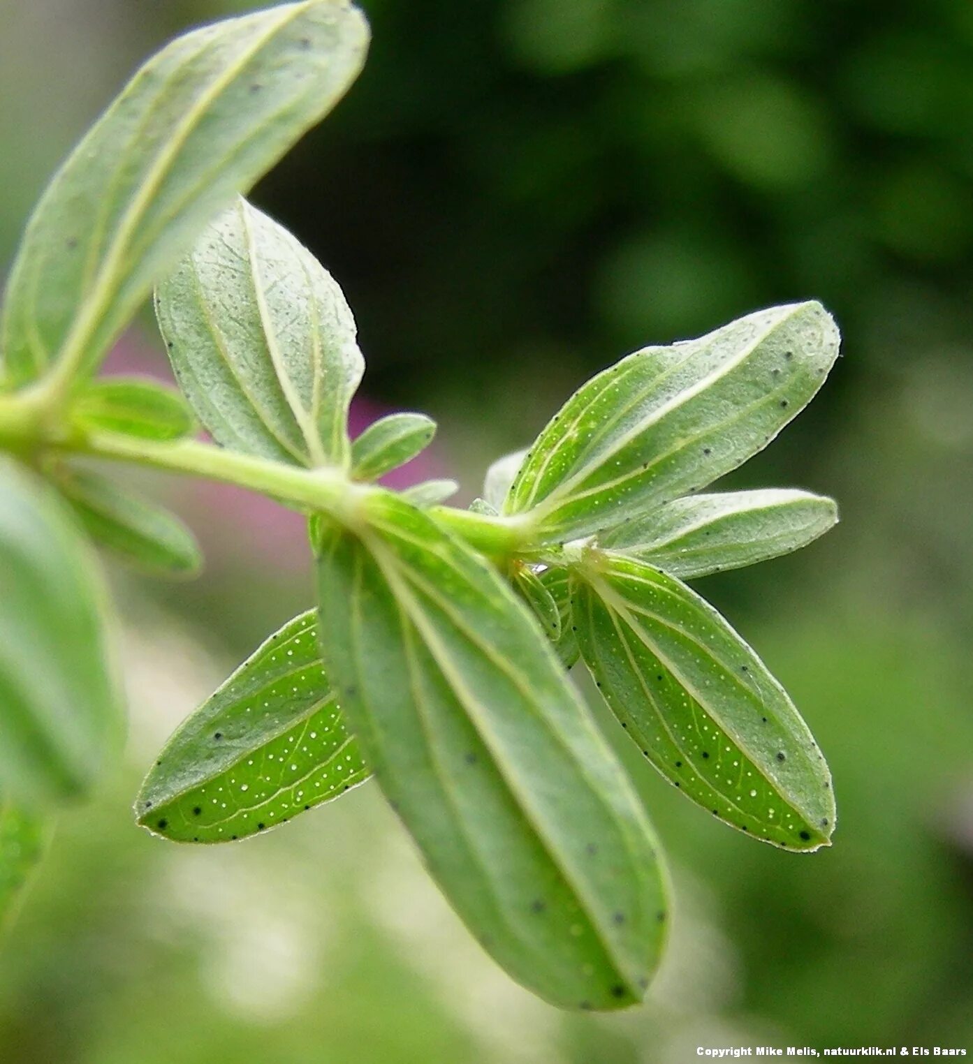 File:Crataegus monogyna leaf J2.JPG