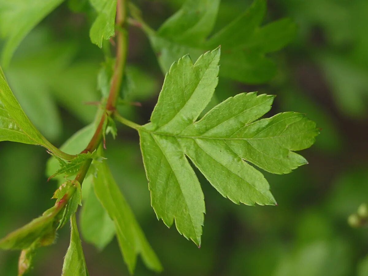 Рассеченный лист фото Hawthorn How to Identify Hawthorn A Guide from TCV