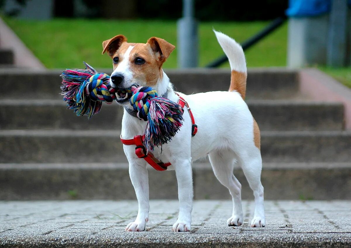 Рассел собака фото Файл:Jack Russell Terrier - bitch Demi.JPG - Википедия