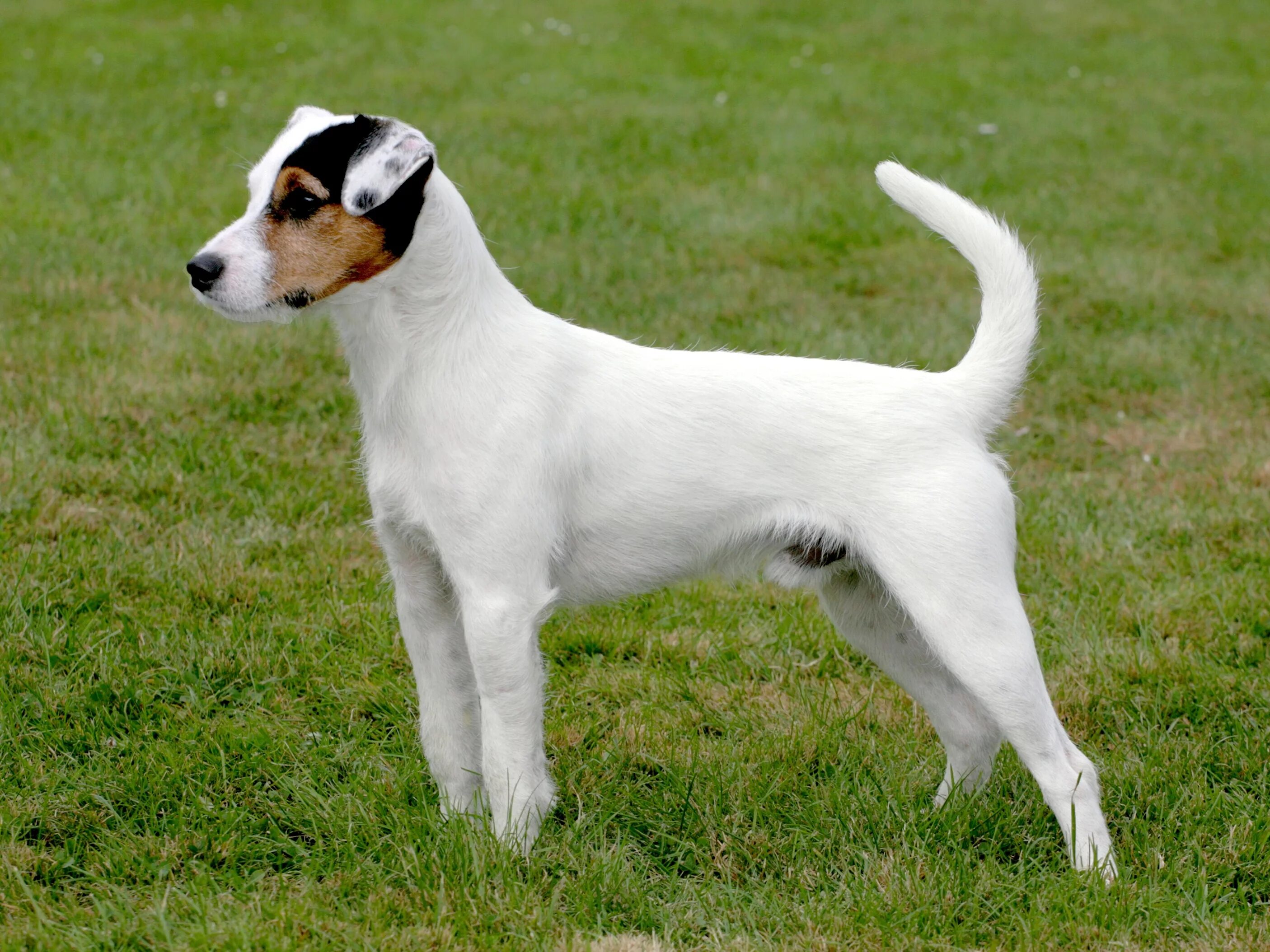 Рассел собака порода фото и цены Parson Russell Terrier - Brit