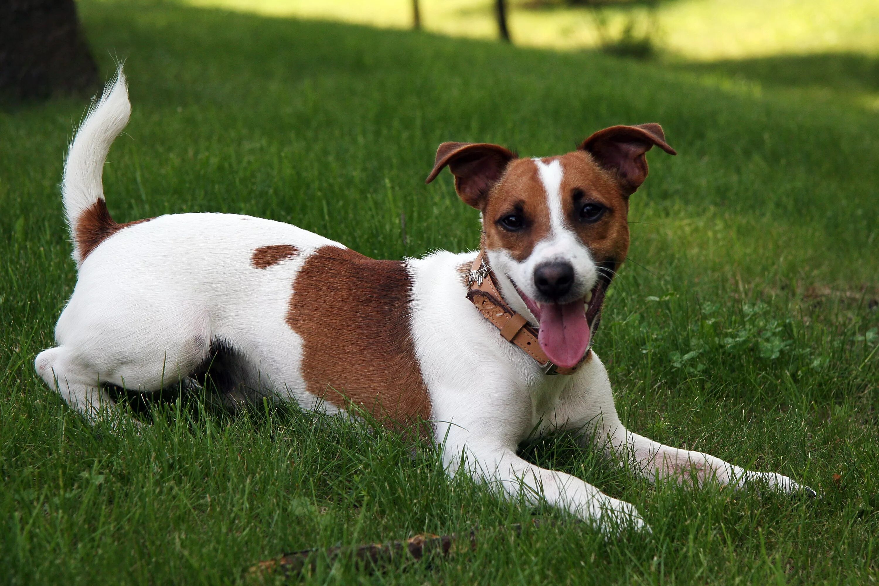 Рассел собака цена фото Berkas:Jack Russell Terrier 2.jpg - Wikipedia bahasa Indonesia, ensiklopedia beb