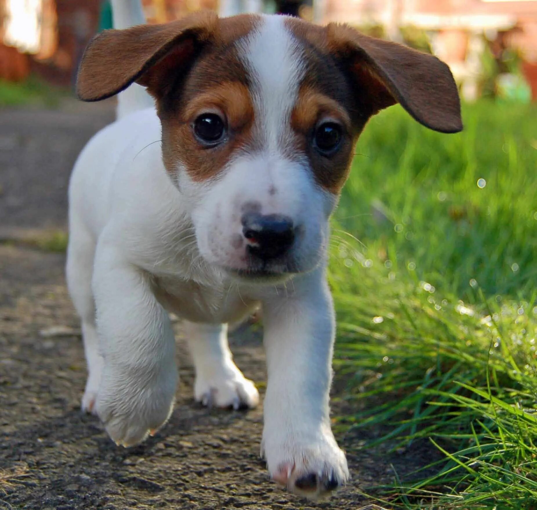 Рассел терьер фото собаки цена Сколько стоит собака джек рассел в алмате Jack russell terrier, Jack russell, Do