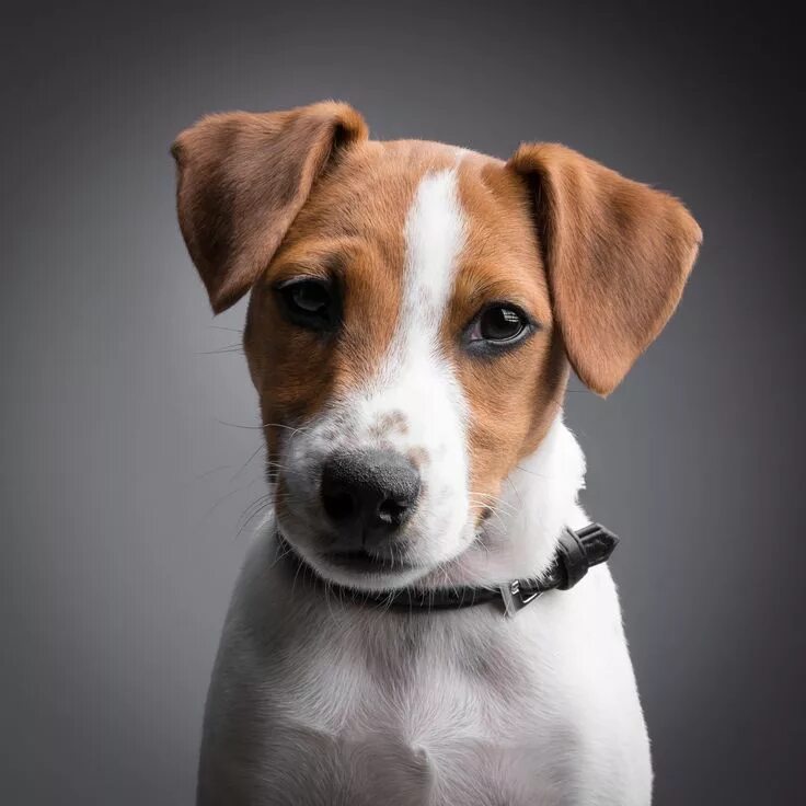 Рассел терьер фото собаки цена Jack russell terrier. I'm in love with these eyes! Джек рассел терьер, Собака дж