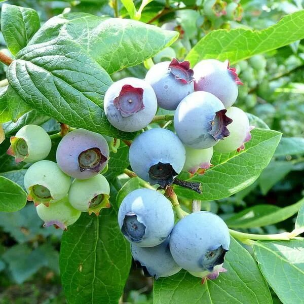 Расшивала ягода фото Blueberry 'Bluecrop' Blueberry plant, Berry plants, Fruit tree nursery