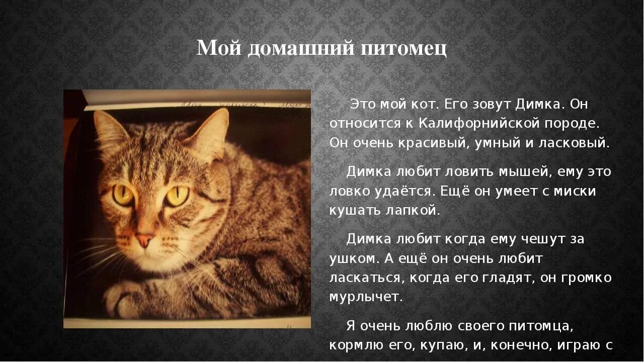 Рассказ о своем домашнем Я хочу рассказать о своем коте 2: найдено 74 изображений