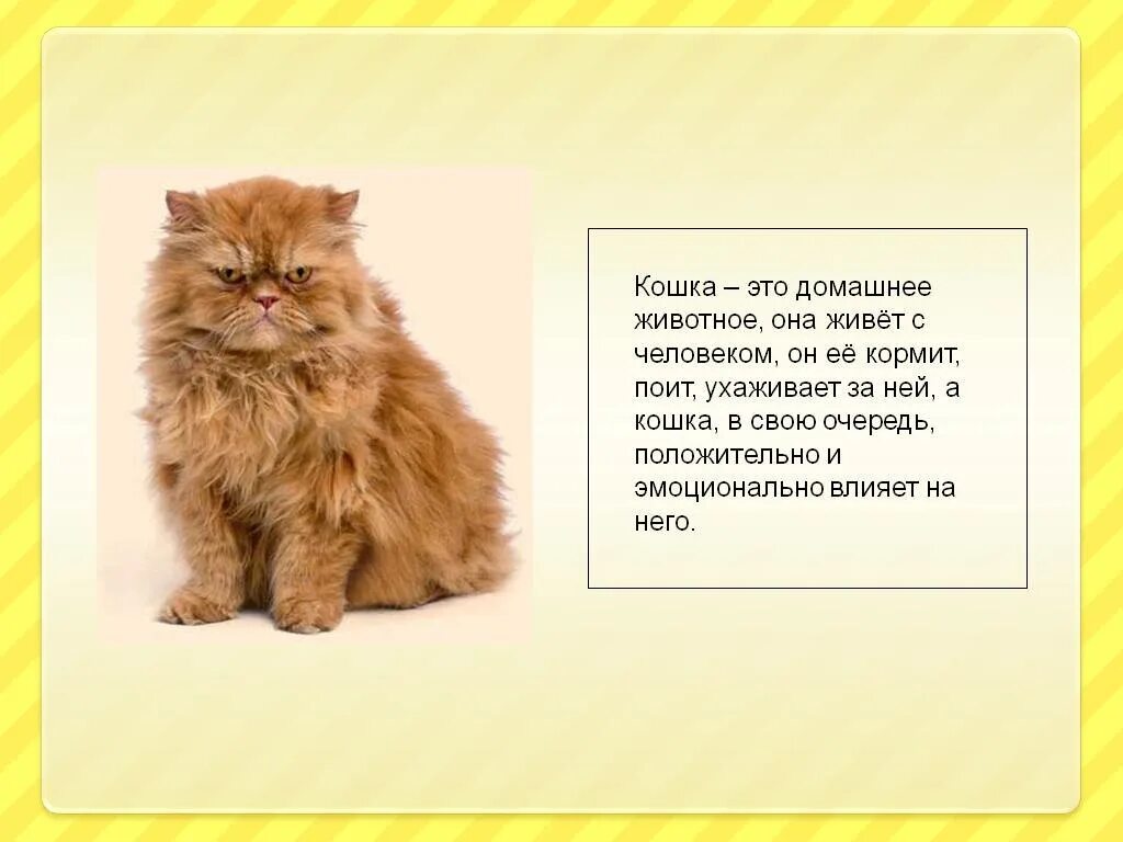 Рассказ о своем домашнем питомце Напишите хитрость которую применили персы