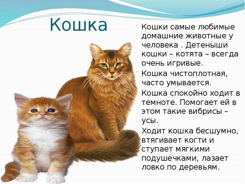 Рассказ о своем домашнем животном Картинки ДОКЛАД ПРО ДОМАШНЕГО ЖИВОТНОГО 3 КЛАСС