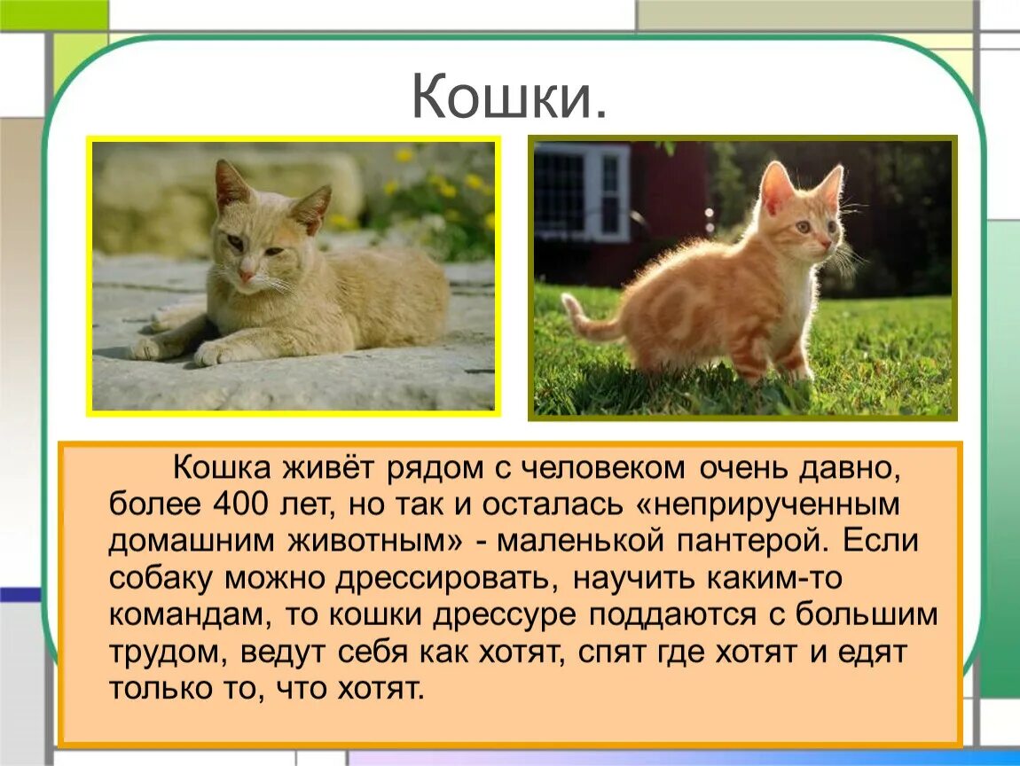 Рассказ о своем домашнем животном Разработка урока окружающего мира "Про кошек и собак"