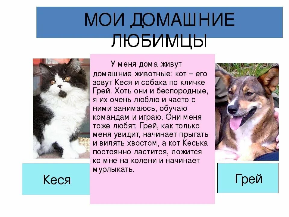 Рассказ о своем домашнем животном Картинки ДОКЛАД ПРО ДОМАШНЕГО ЖИВОТНОГО 3 КЛАСС